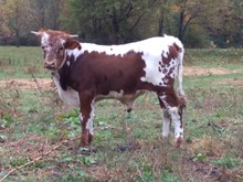 ApacheMC90 x Seoul butler bull