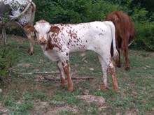 Apache x Seoul HEIFER