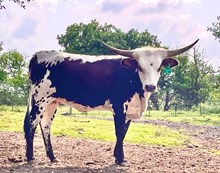RODEO PRINCESS ML 302