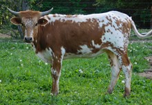 Hicks Tiger Lily (pure Butler)