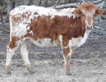 Hicks Tiger Lily (pure Butler)