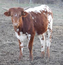 Hicks Apache Moon (pure Butler)