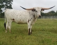 HR Creole Belle (BUTLER COW)