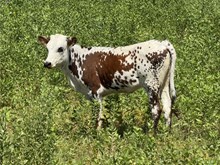 HEIFER CALF