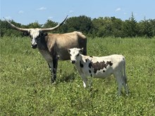 Heifer calf 