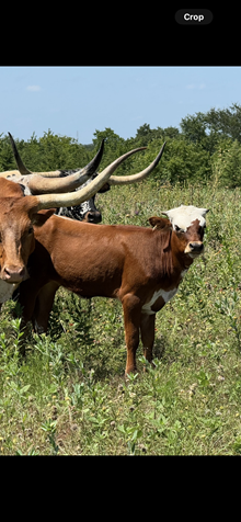 HEIFER CALF