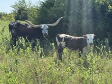 BULL CALF