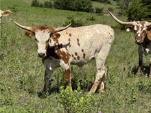 HEIFER CALF