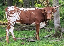 Hicks Apache Moon (pure Butler)