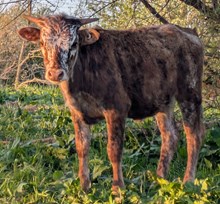Hicks Mijha
